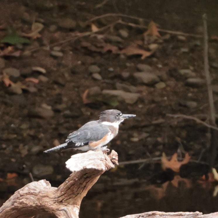Belted Kingfisher - ML606573591