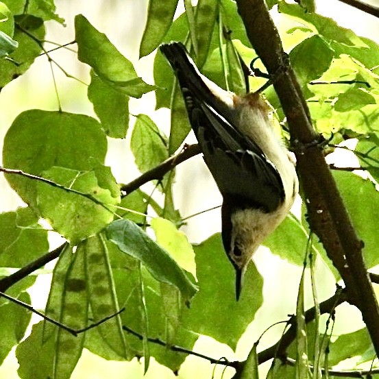White-breasted Nuthatch - ML606574671