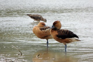Fulvous Whistling-Duck, ML60657721
