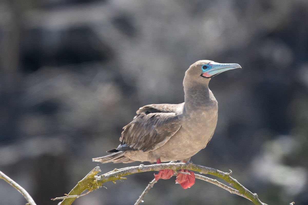 Red-footed Booby - ML606577761