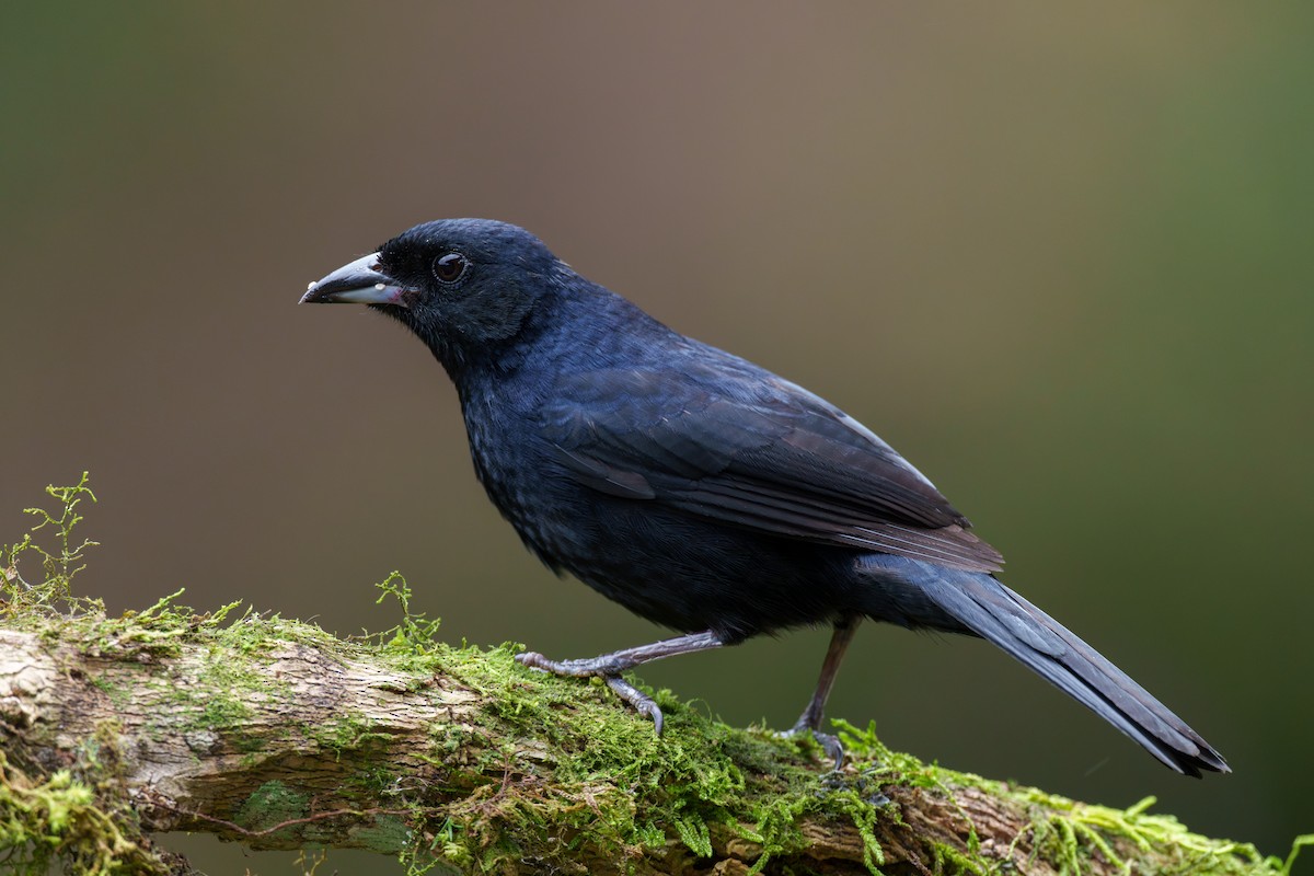 White-lined Tanager - ML606577801
