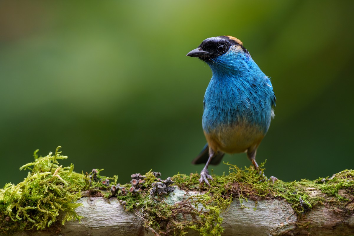 Golden-naped Tanager - ML606578661