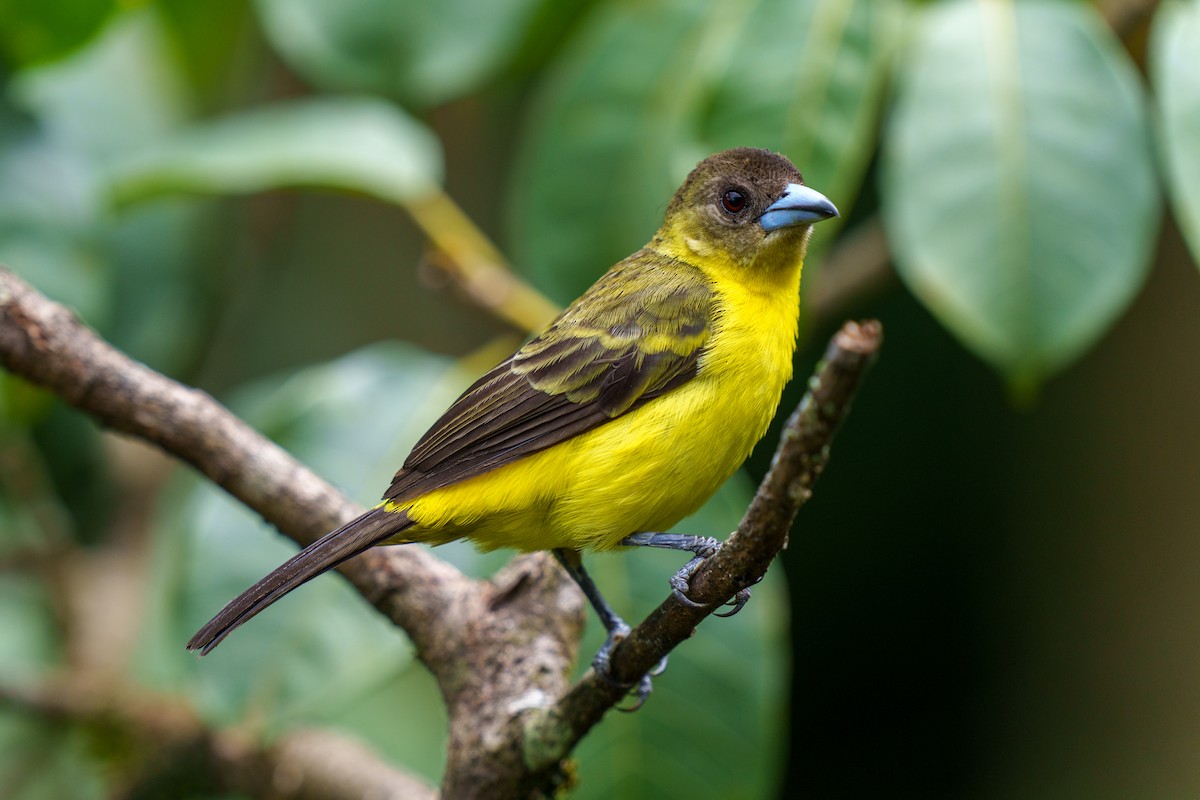 Flame-rumped Tanager (Lemon-rumped) - ML606578841