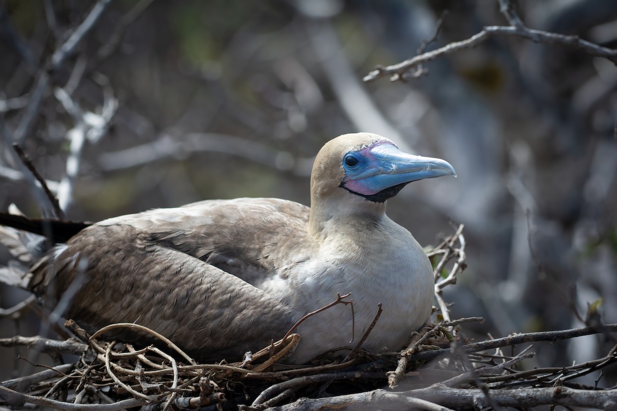 Red-footed Booby - ML606582171
