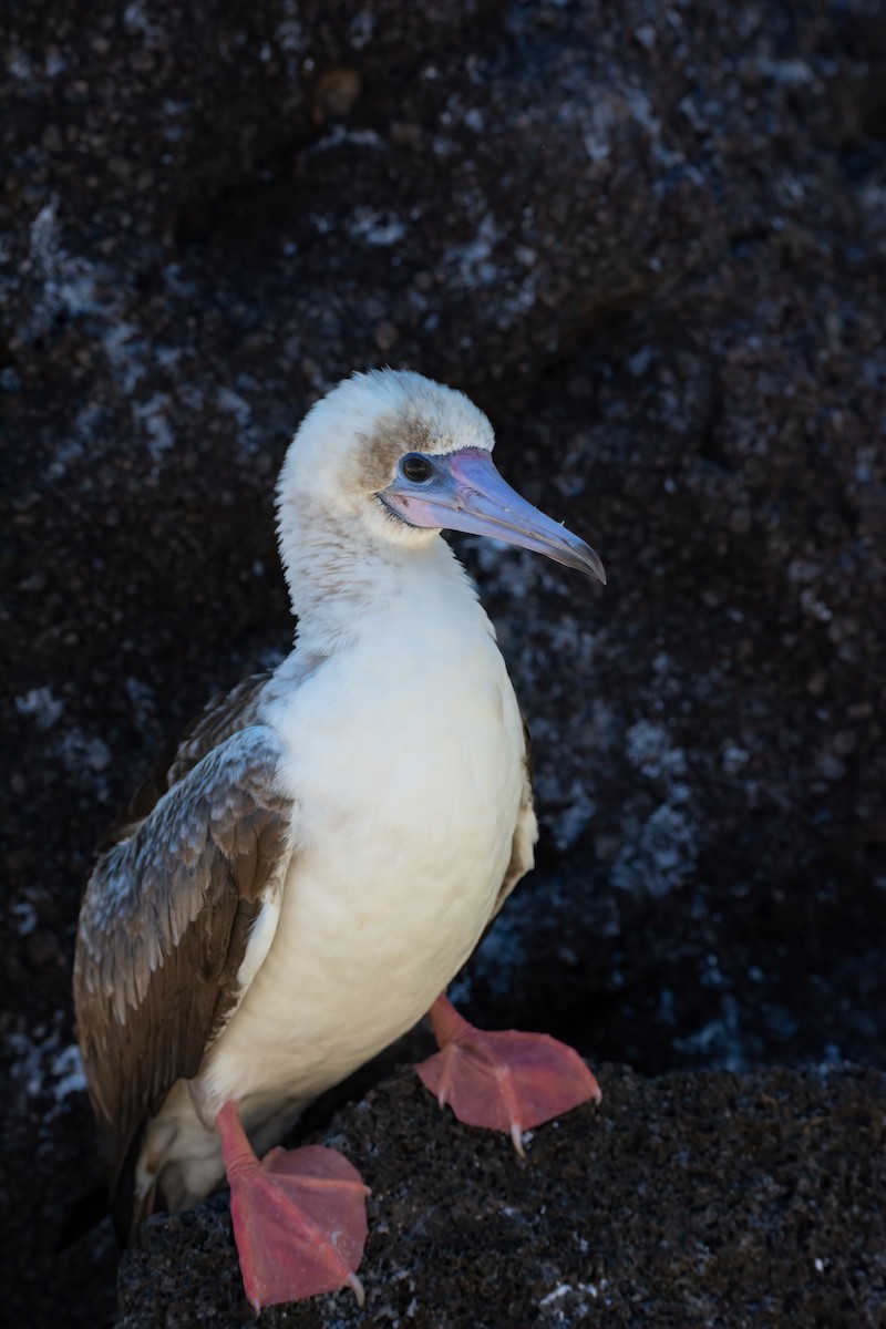 Red-footed Booby - ML606582561