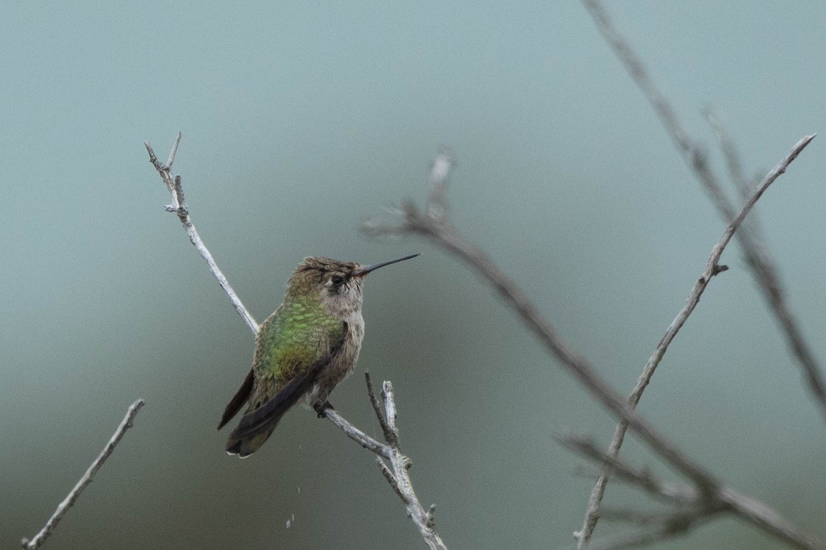 Anna's Hummingbird - ML606582921