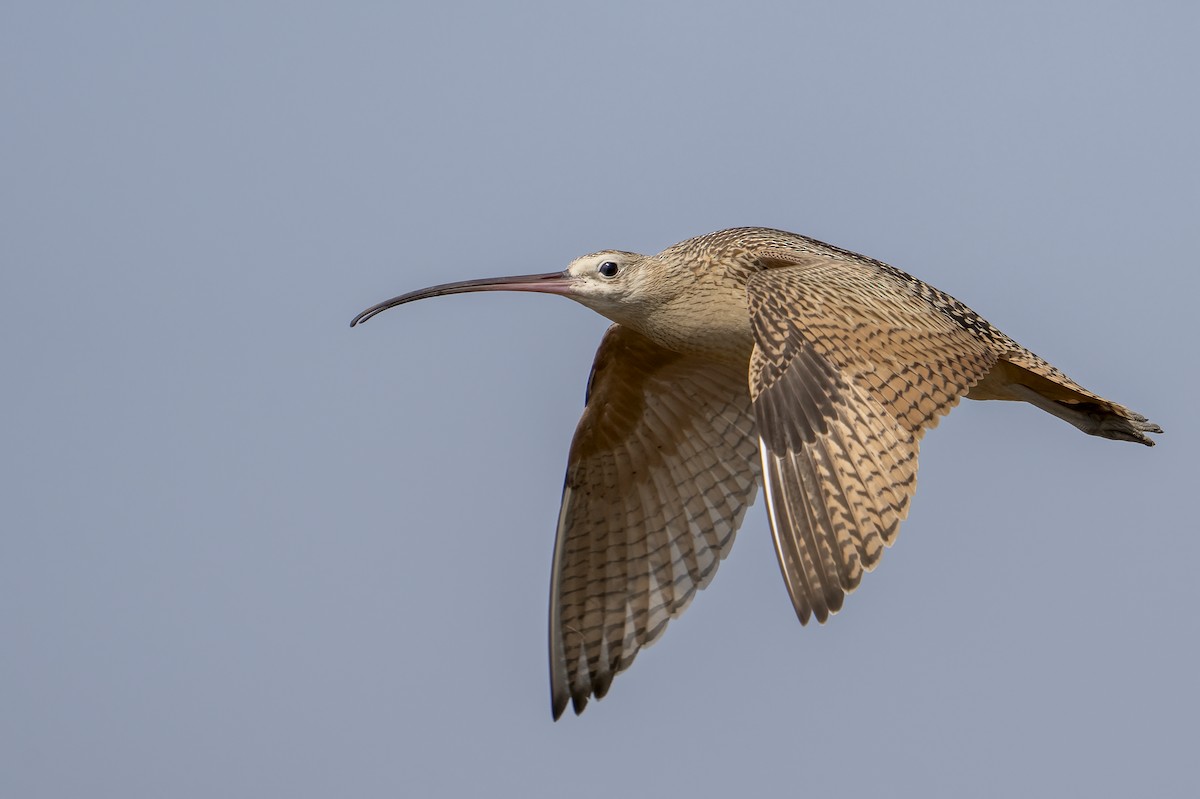 Long-billed Curlew - Miles Tindal
