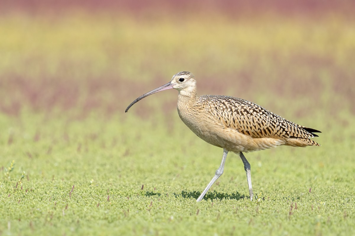 Long-billed Curlew - Miles Tindal