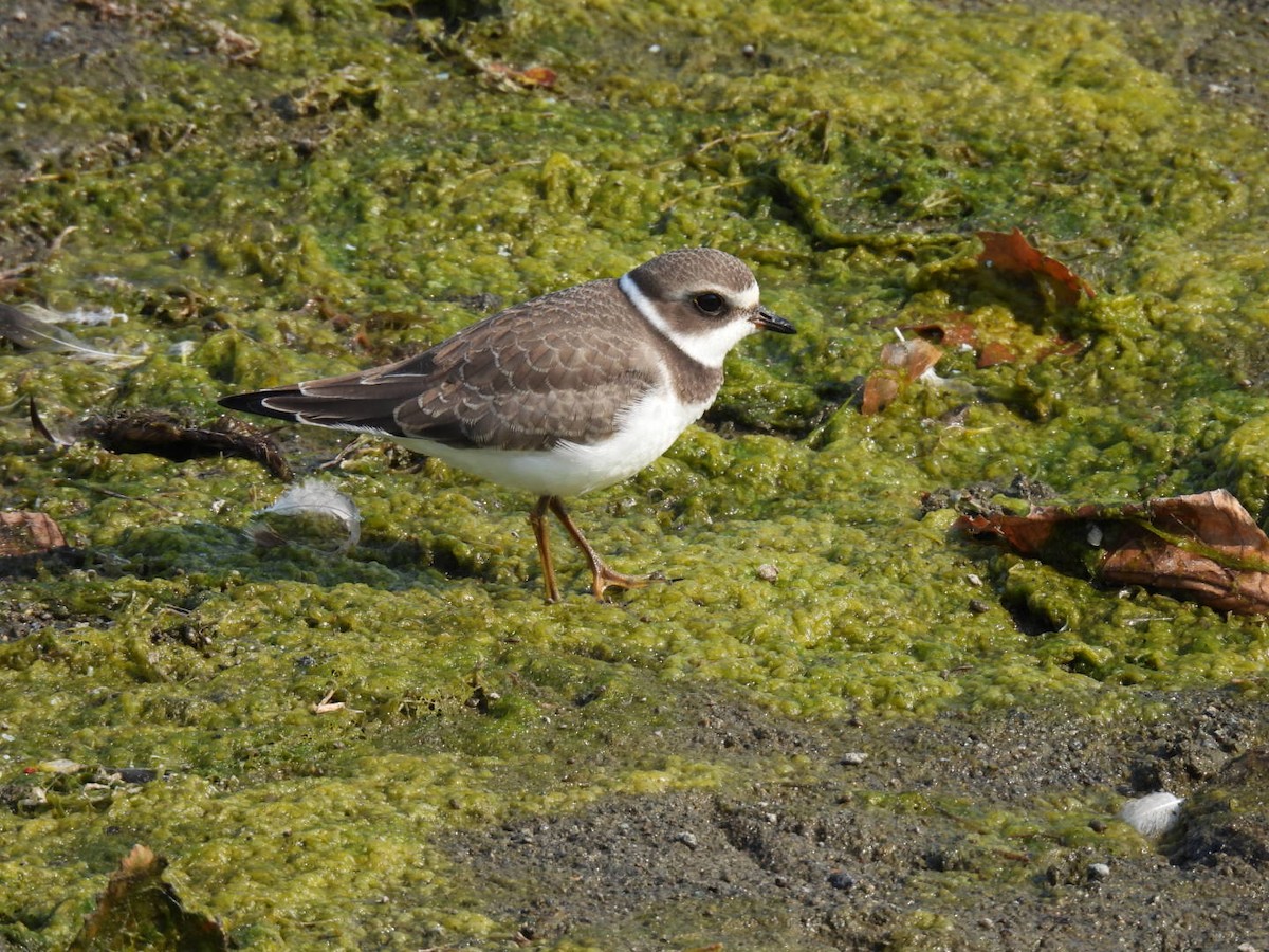 Semipalmated Plover - ML606589871