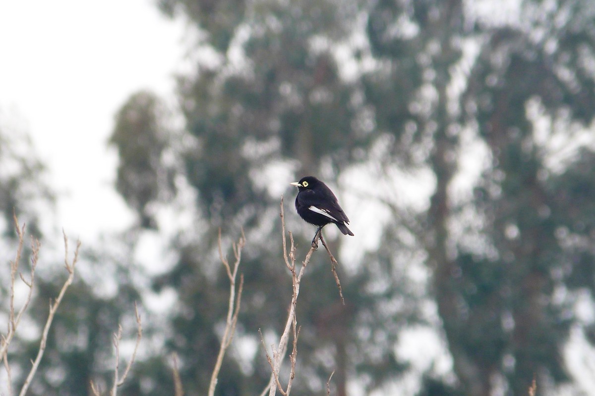 Spectacled Tyrant - ML606589941