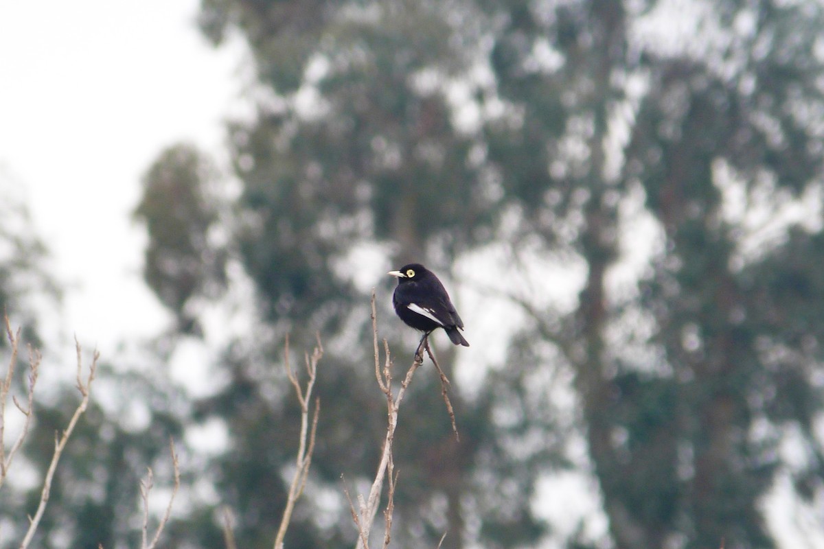 Spectacled Tyrant - ML606589951