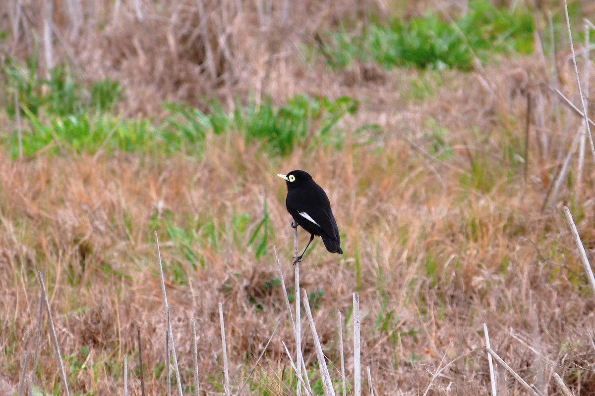 Spectacled Tyrant - ML606590881
