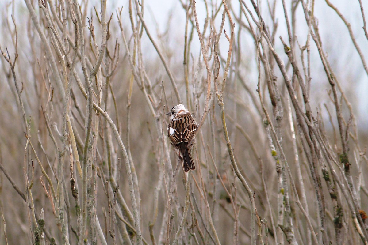 Rufous-collared Sparrow - ML606591311