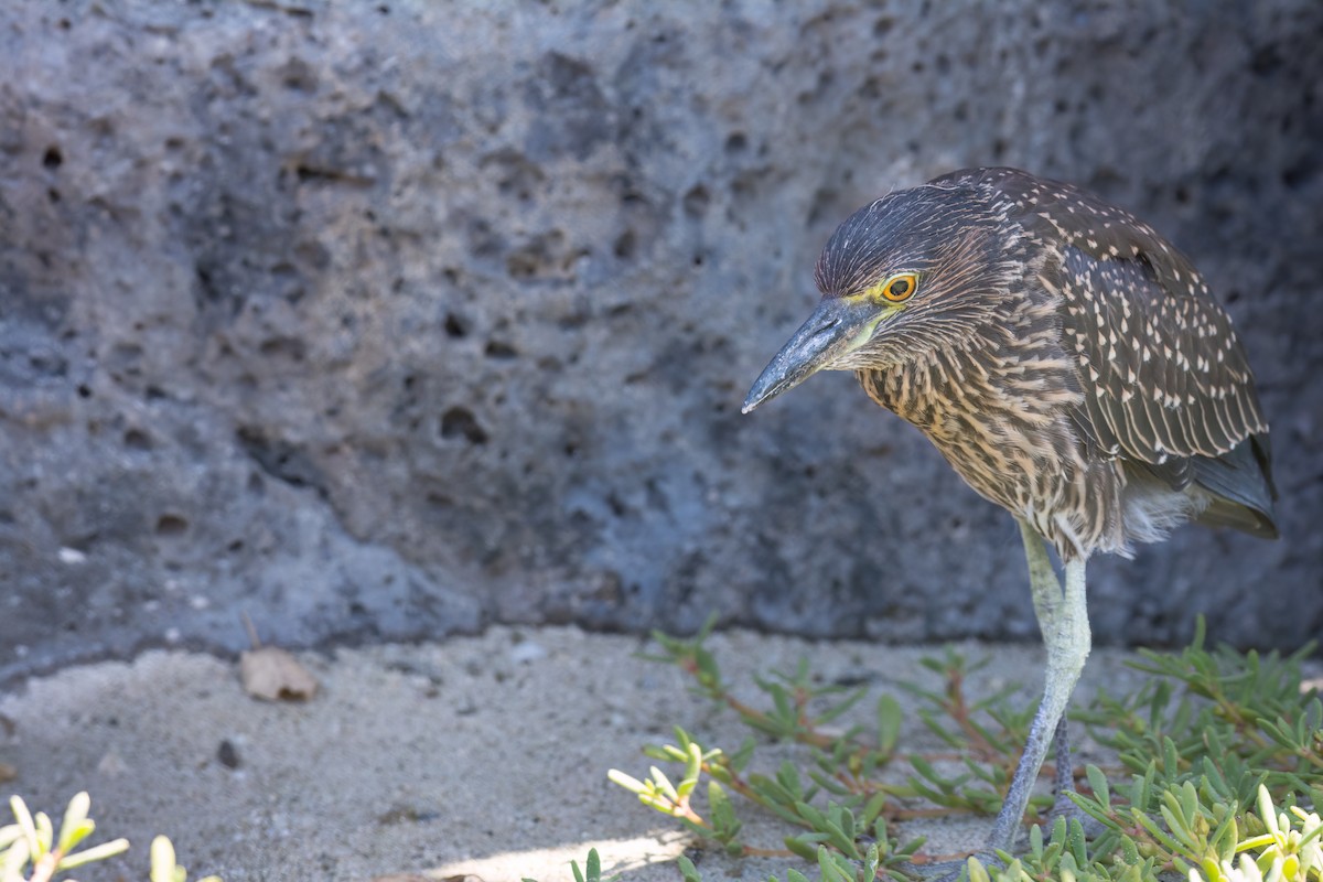 Yellow-crowned Night-Heron (Galapagos) - ML606594261