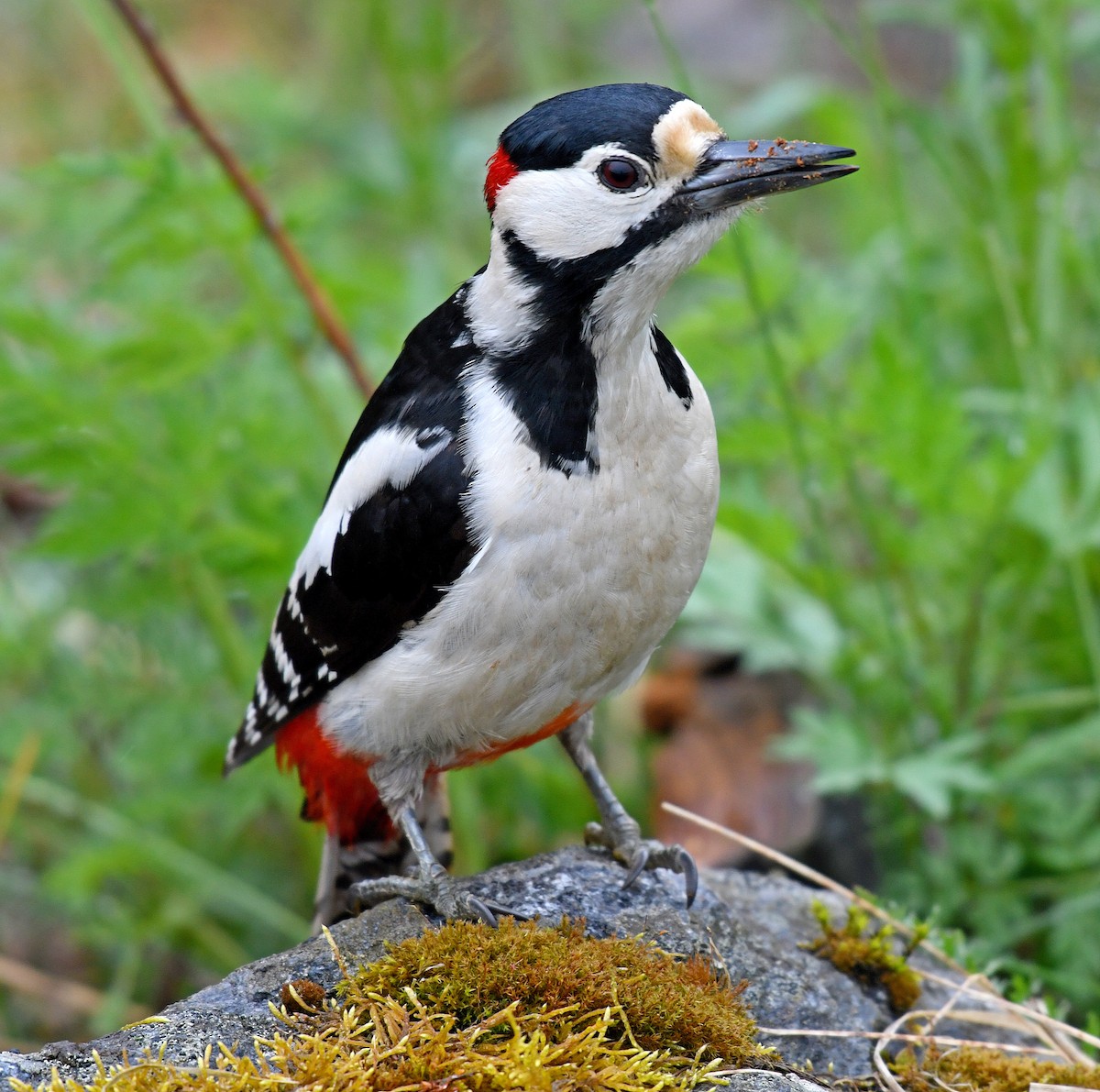 Great Spotted Woodpecker - ML60659481