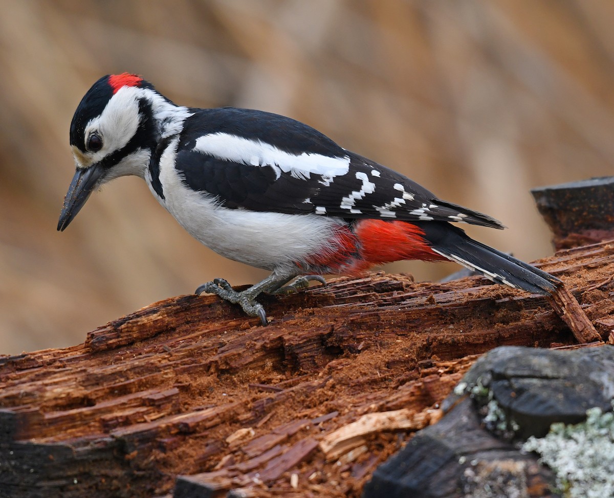 Great Spotted Woodpecker - ML60659491