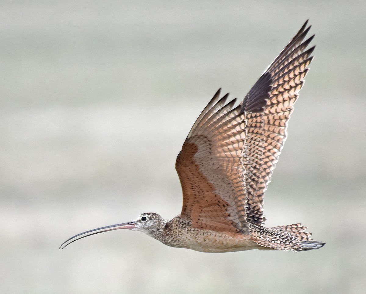 Long-billed Curlew - Steven Mlodinow