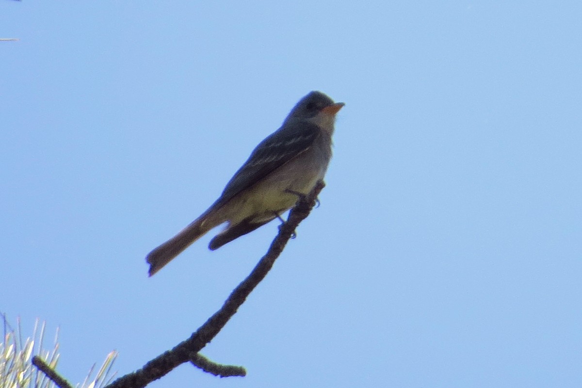 Greater Pewee - ML60659661