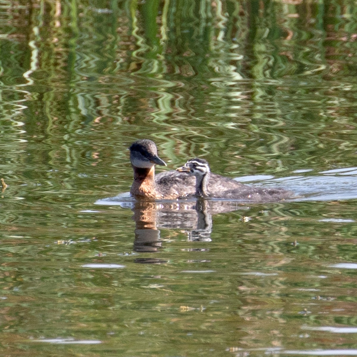 Red-necked Grebe - ML606597721