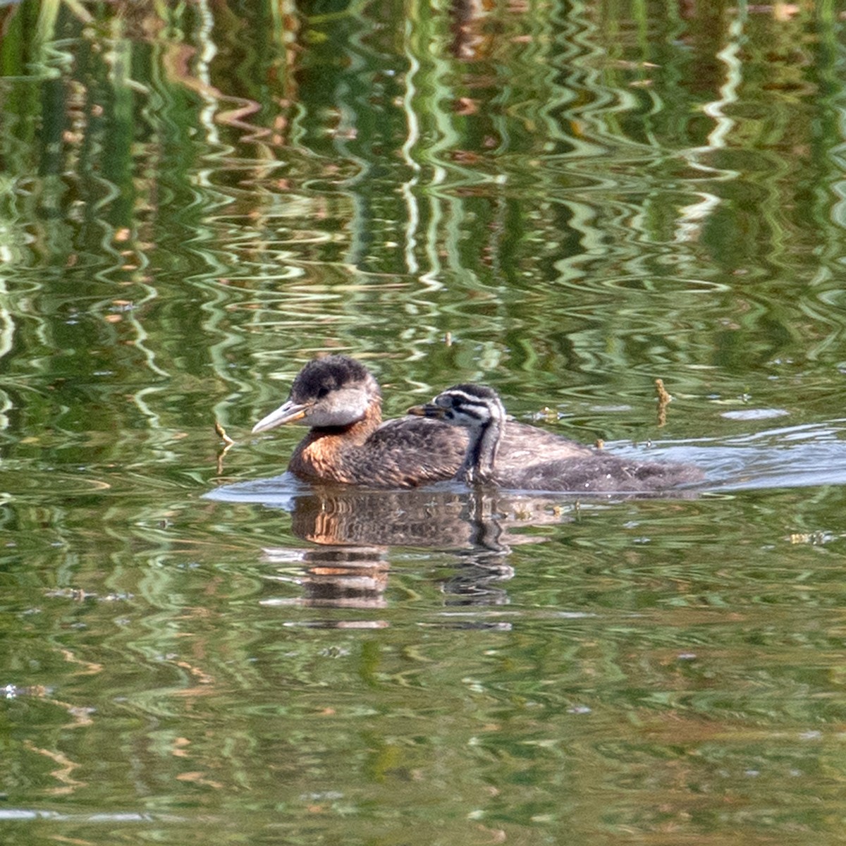 Red-necked Grebe - ML606597731