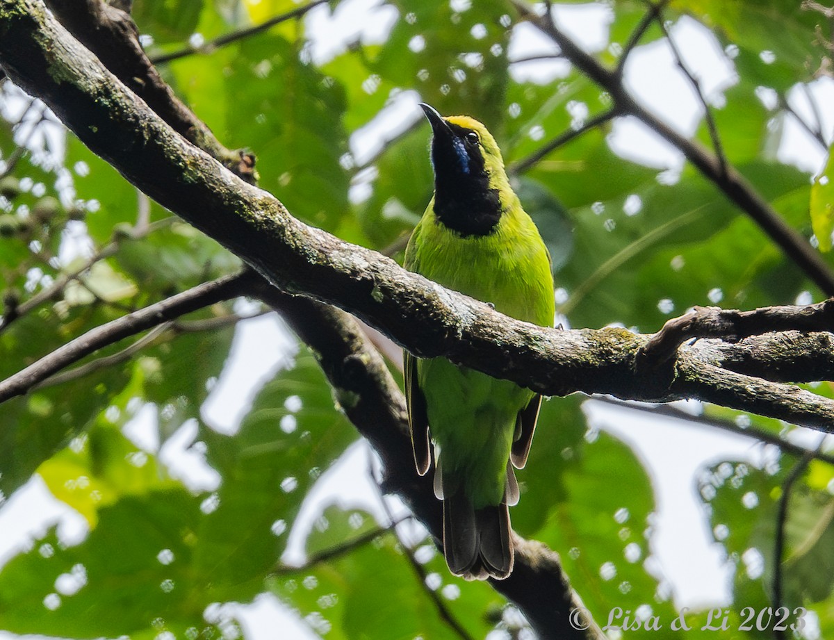 Sumatran Leafbird - ML606599281