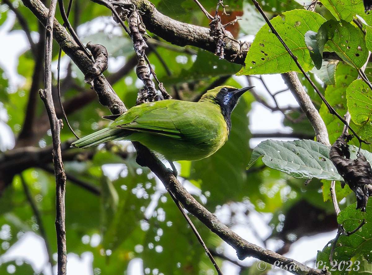 Sumatran Leafbird - ML606599321