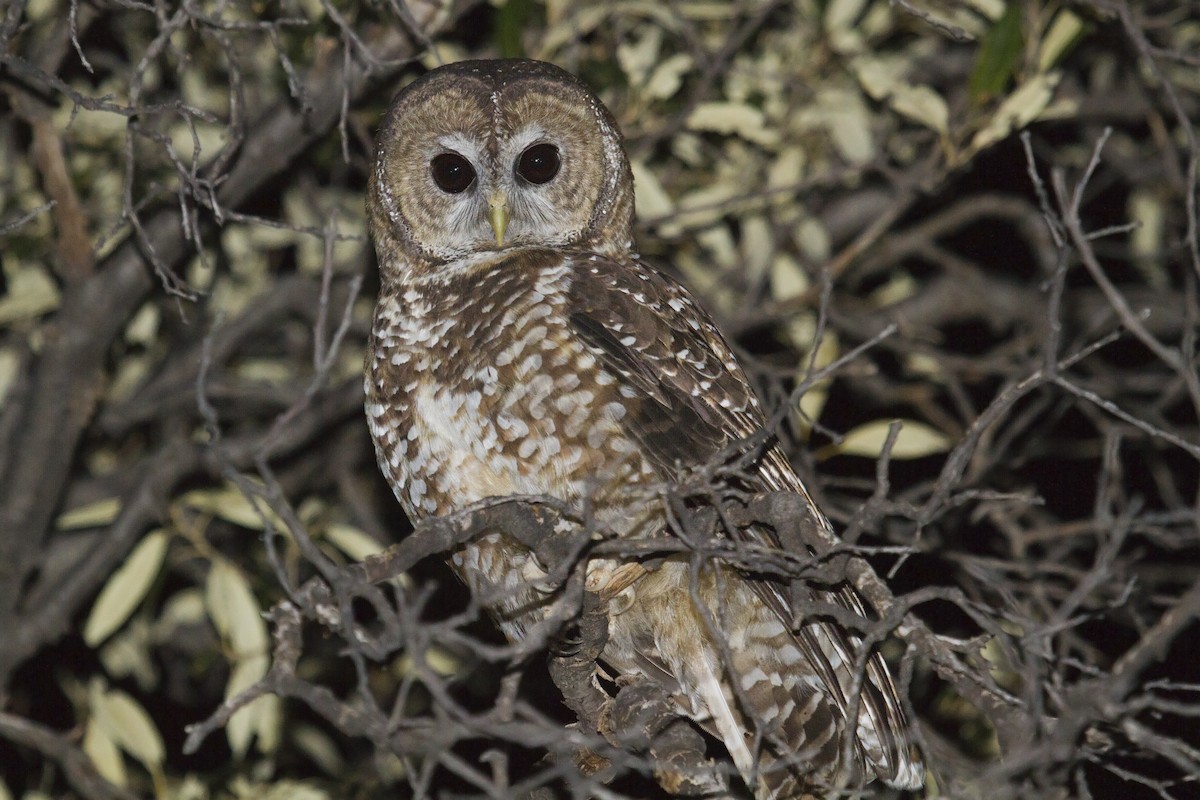 Spotted Owl (Mexican) - Liam Wolff