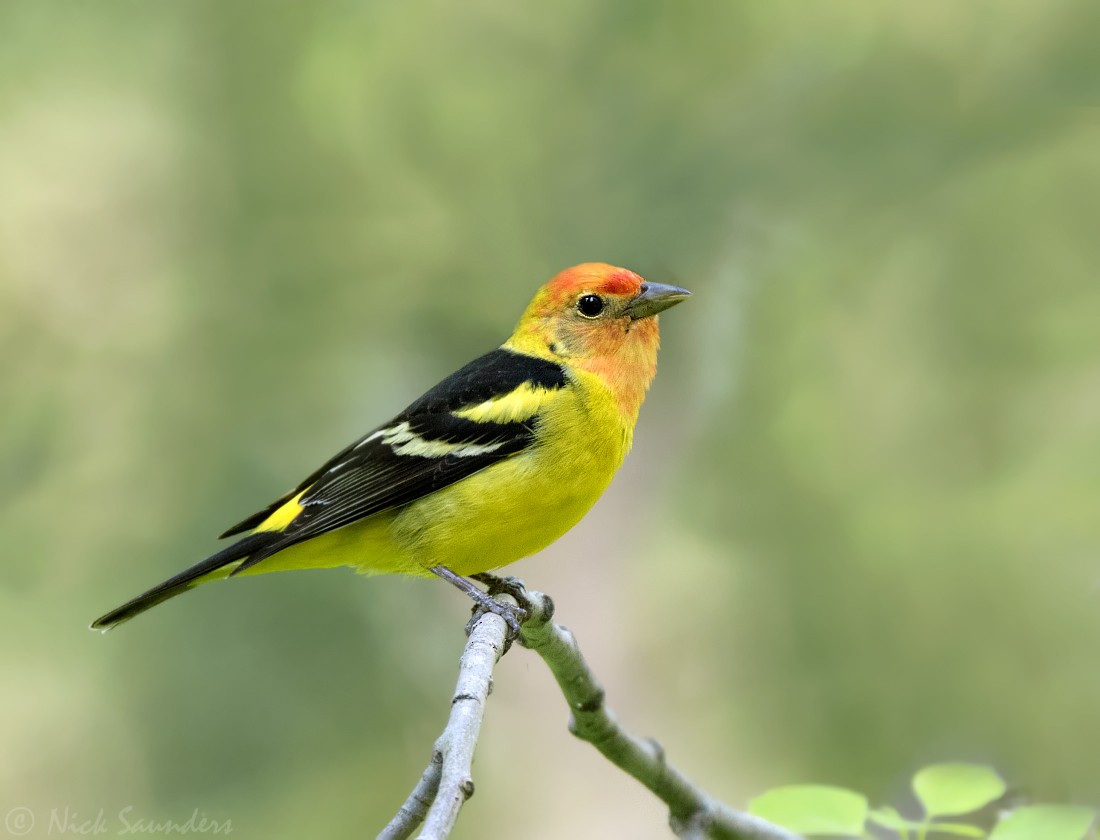 Western Tanager - Nick Saunders