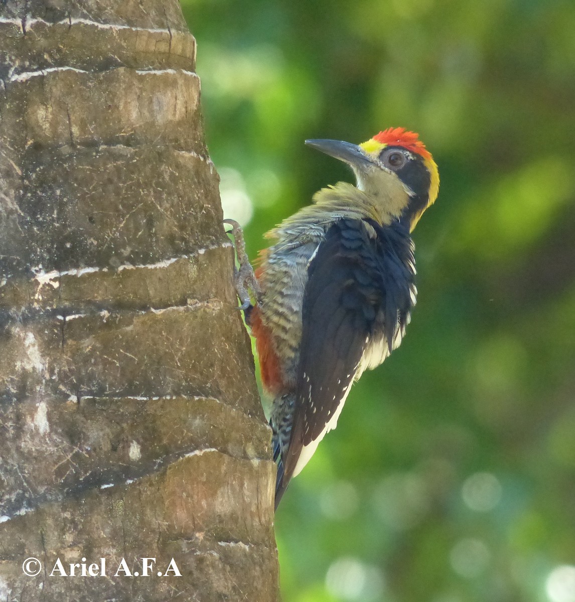 Golden-naped Woodpecker - Ariel Fonseca
