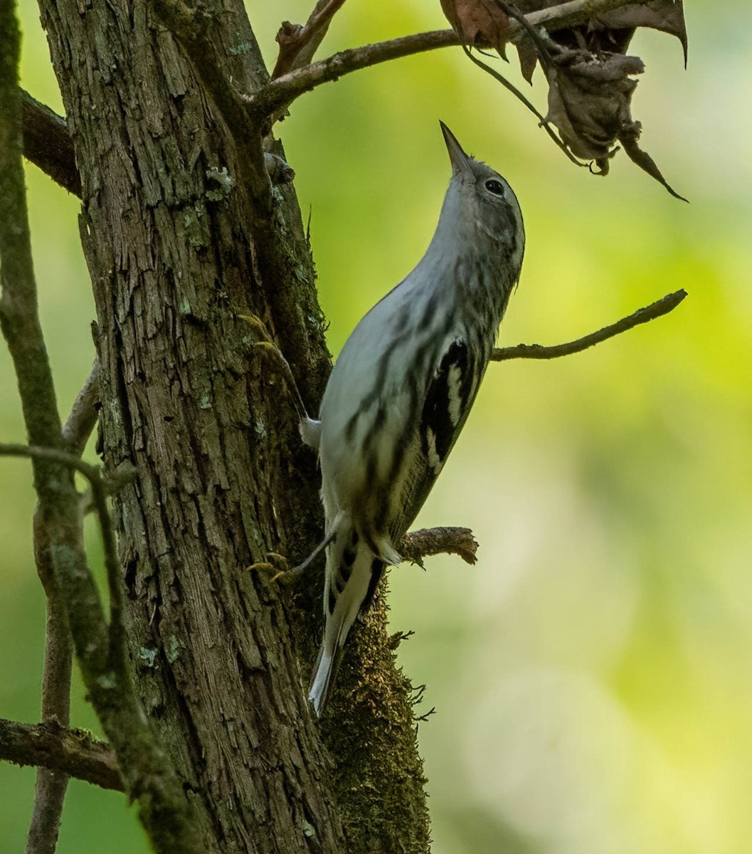 Black-and-white Warbler - ML606604201