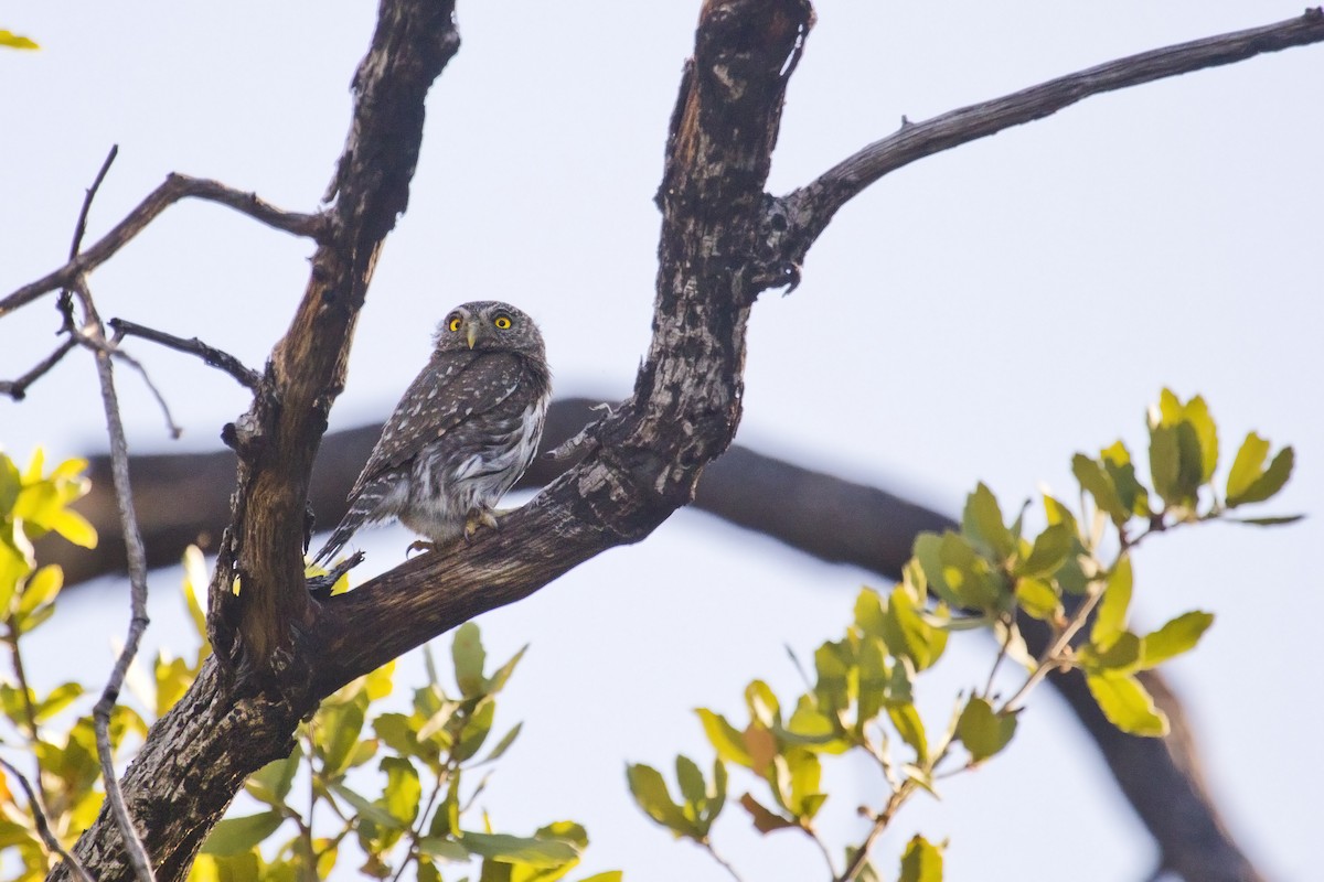 Northern Pygmy-Owl (Mountain) - ML60660491