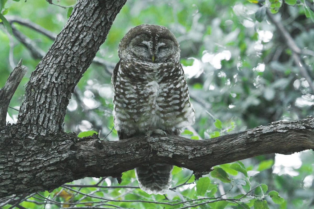 Spotted Owl - Liam Wolff