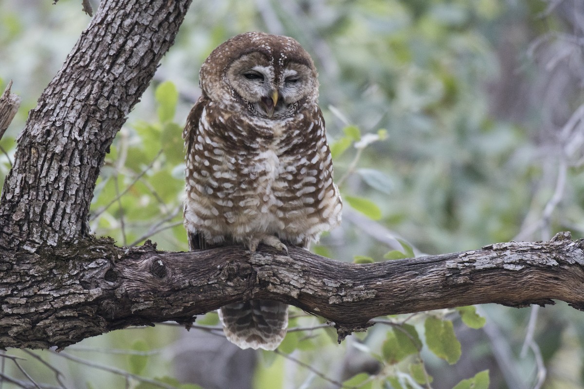 Spotted Owl - ML60660581