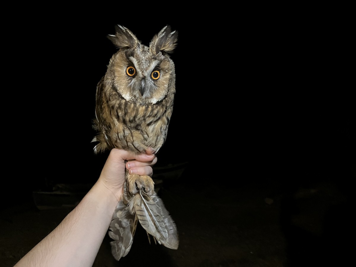 Long-eared Owl - ML606605901