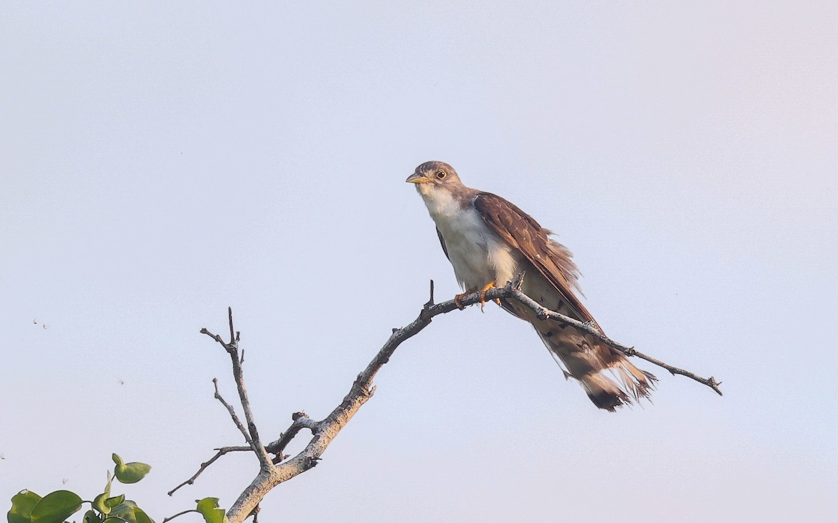 Thick-billed Cuckoo - Dominic Rollinson - Birding Ecotours