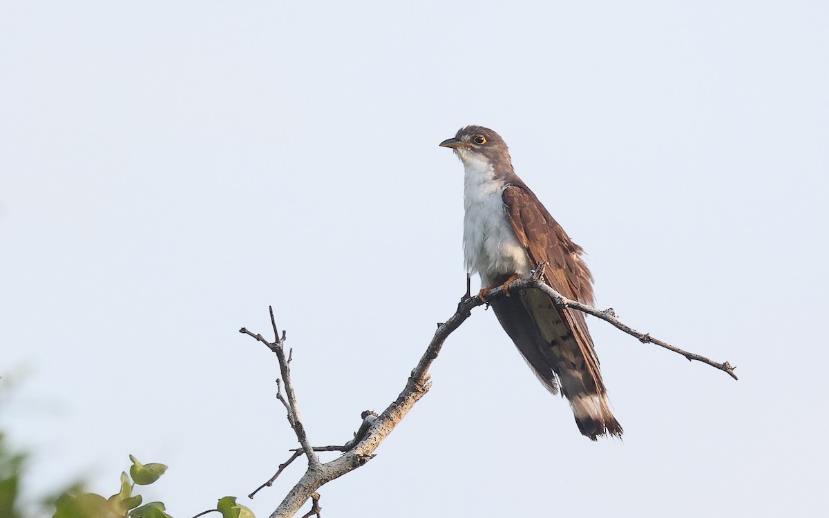 Thick-billed Cuckoo - Dominic Rollinson - Birding Ecotours