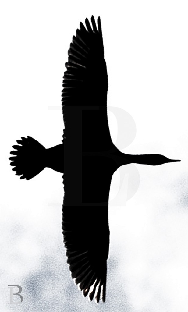 Double-crested Cormorant - Lucas Berrigan
