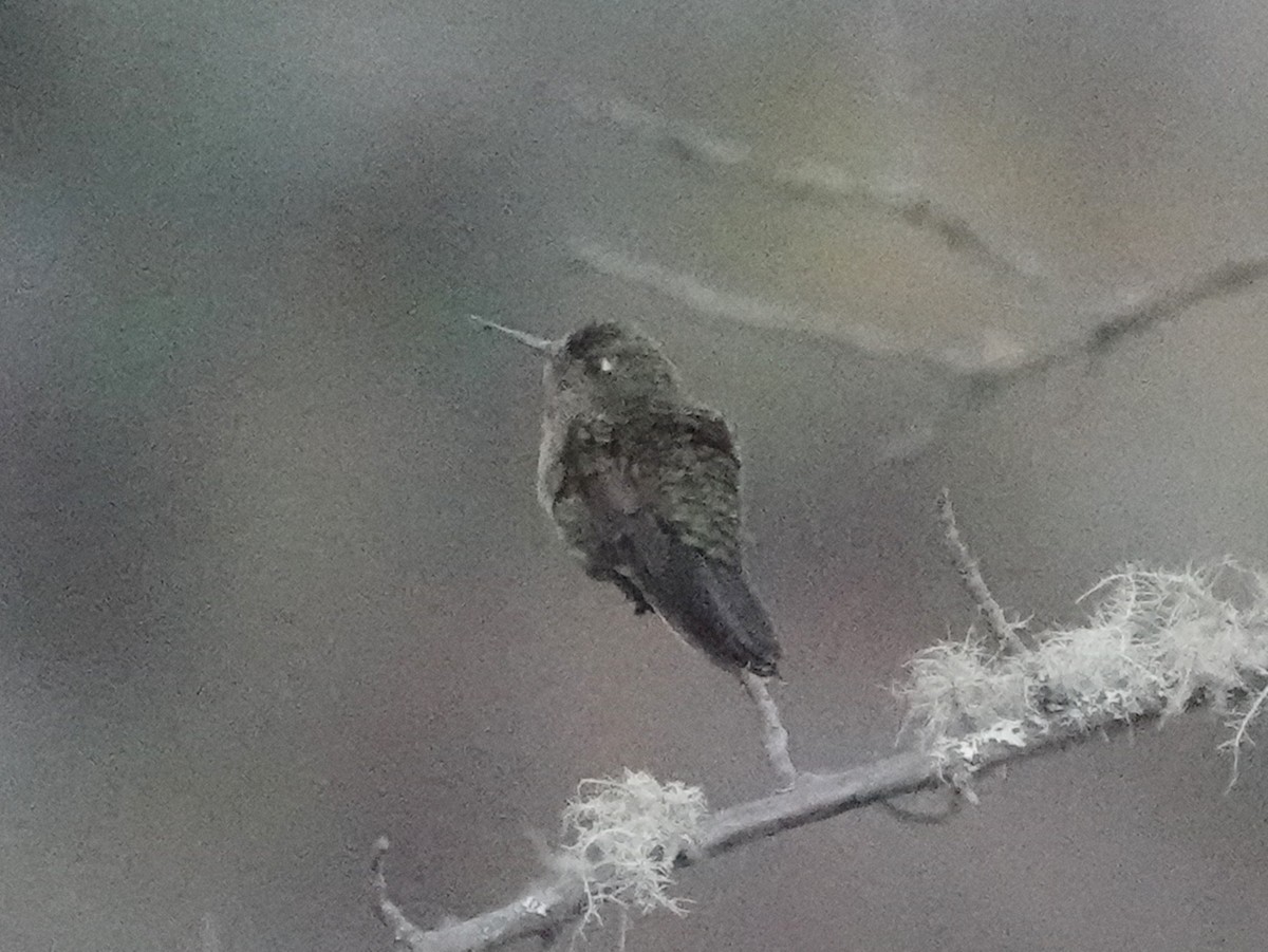 kolibřík šupinkatý - ML606616491