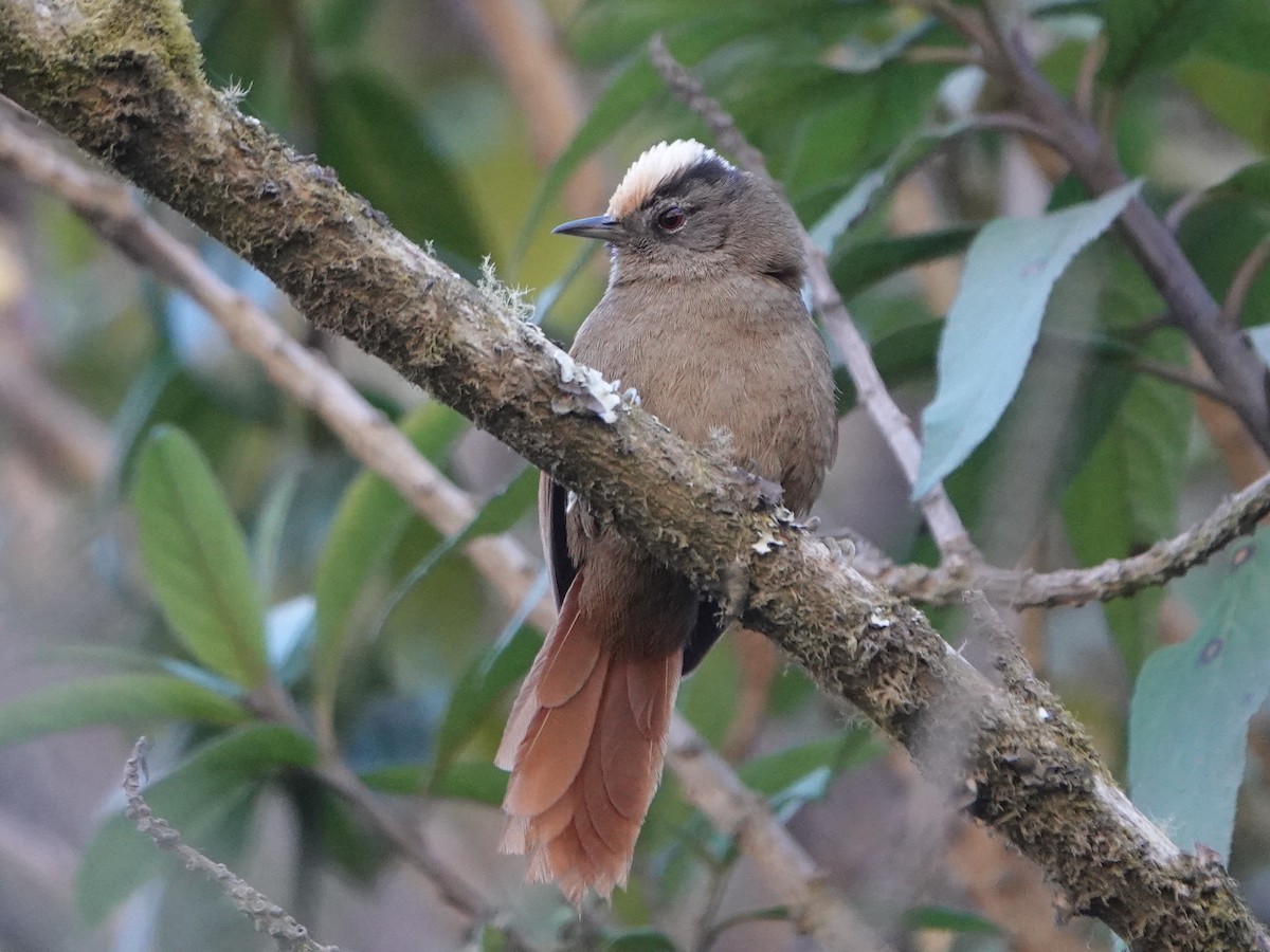Light-crowned Spinetail - ML606616691