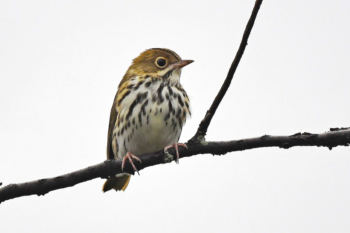 eBird Checklist 24 Aug 2023 Sherwood ParkCentennial Park 29 species