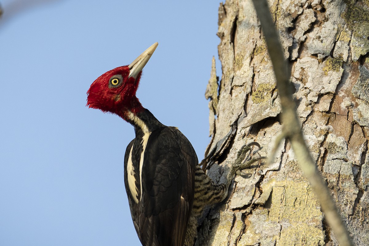 Pale-billed Woodpecker - ML606618031