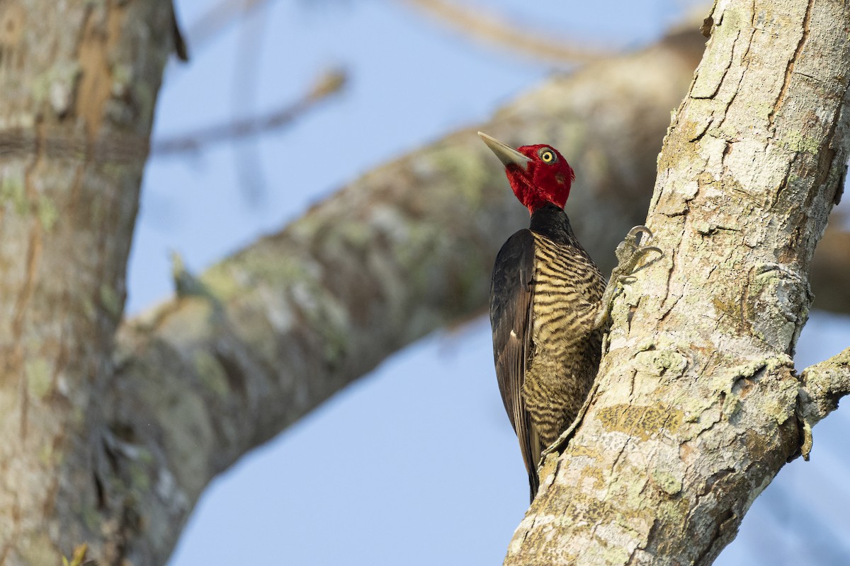 Pale-billed Woodpecker - ML606618051