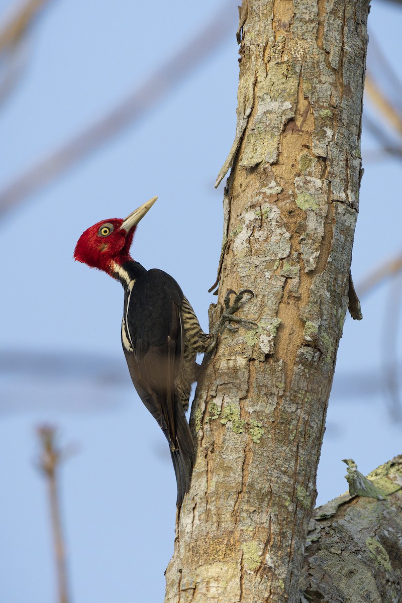Pale-billed Woodpecker - ML606618061