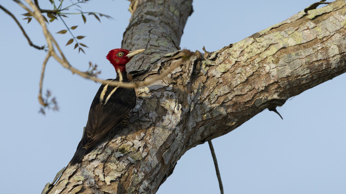 Pale-billed Woodpecker - ML606618111