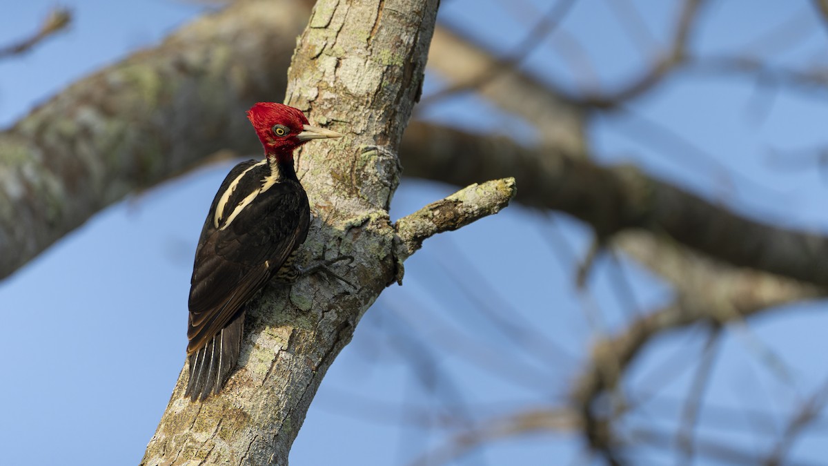 Pale-billed Woodpecker - ML606618131