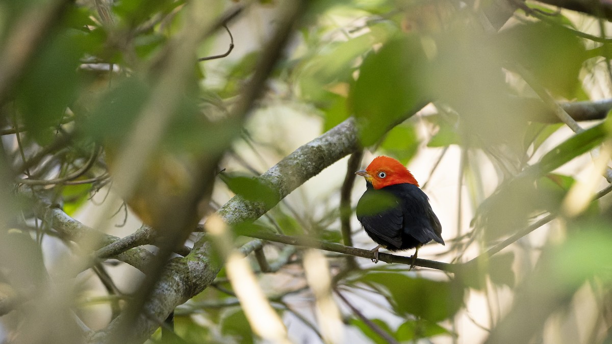 Red-capped Manakin - ML606618871