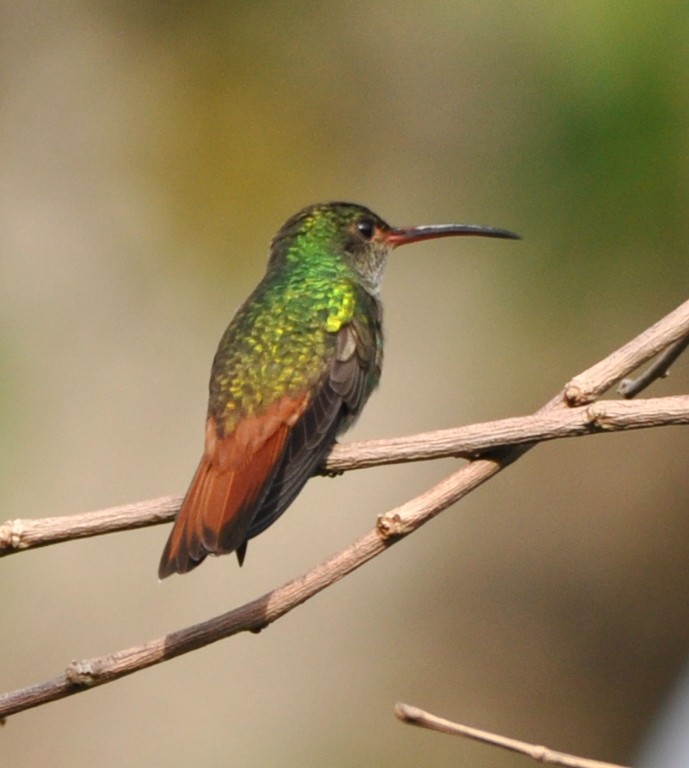Rufous-tailed Hummingbird - Ragupathy Kannan