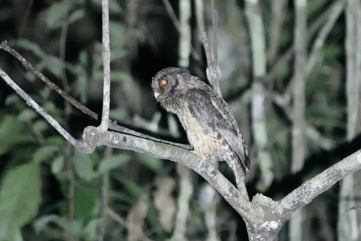 Tawny-bellied Screech-Owl (Austral) - ML606623181