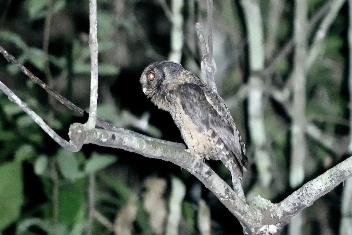 Tawny-bellied Screech-Owl (Austral) - ML606623191