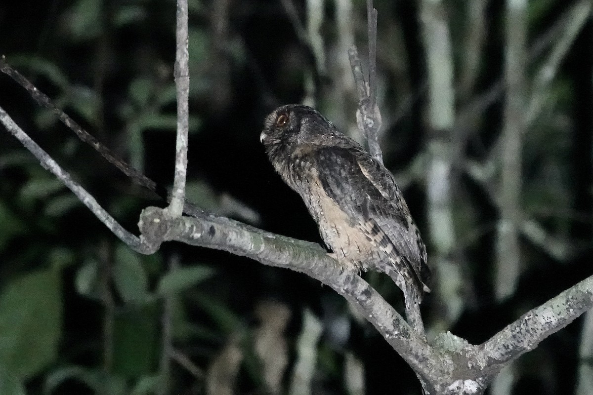 Tawny-bellied Screech-Owl (Austral) - ML606623231
